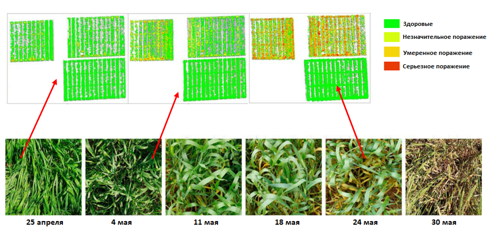 Рис. 6 - Примеры развития желтой ржавчины пшеницы в разные периоды заражения и гиперспектральная визуализация этого заболевания, нанесенная на карту.png Рис. 6 - Примеры развития желтой ржавчины пшеницы в разные периоды заражения и гиперспектральная визуализация этого заболевания, нанесенная на карту.png