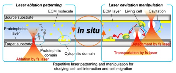 Рис. 1. Формирование паттернов in situ и управление живыми клетками с помощью фемтосекундного лазера.png
