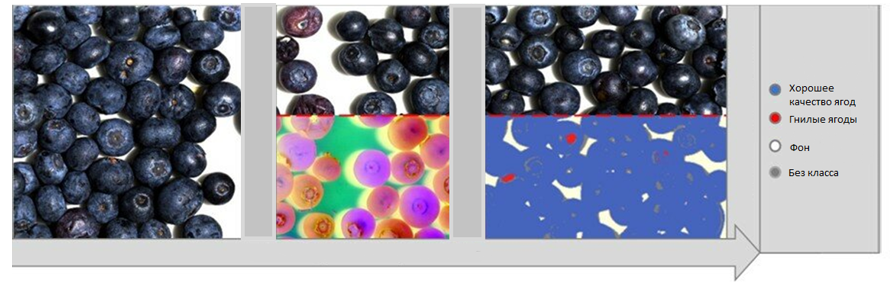 Рис. 7 - Анализ данных, полученных при помощи гиперспектральной камеры, позволяющий отсортировать ягоды черники.png Рис. 7 - Анализ данных, полученных при помощи гиперспектральной камеры, позволяющий отсортировать ягоды черники.png