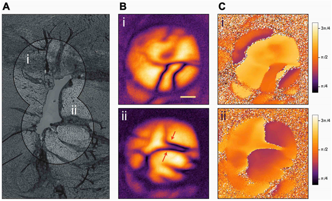 Пример биовизуализации.png